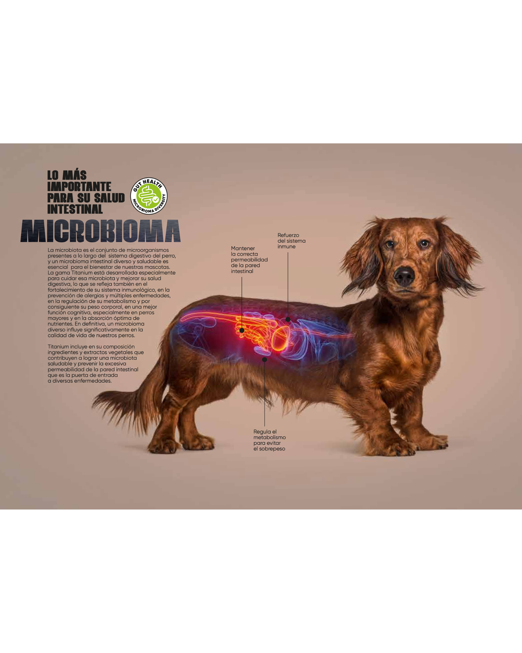 Arion Titanium MaxiBalance - 17 KG