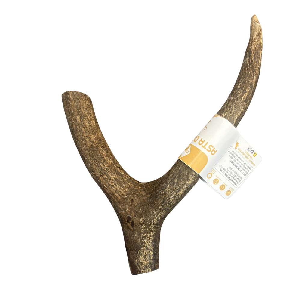 Asta de Ciervo Talla XL — Mordedor Natural 100% Sostenible para Perros