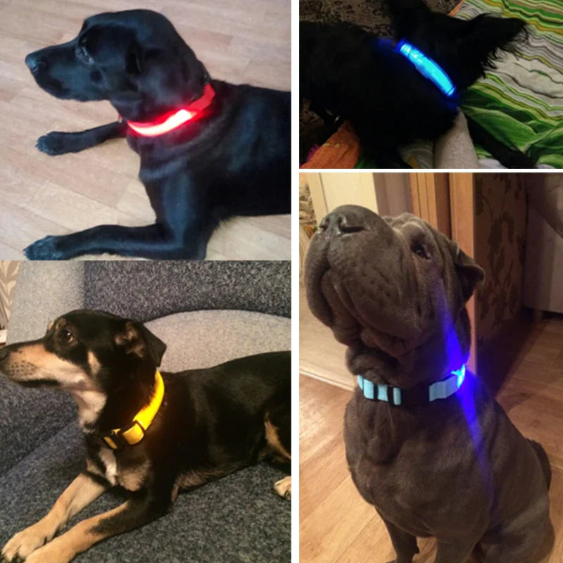 Collar Luminoso | NightGlow™ LED Safety